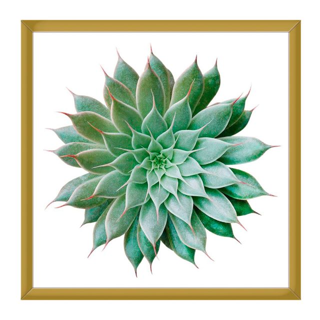 Cuadro Decorativo Cactus I